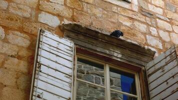 bas vue de un vieux brique maison avec une Pigeon séance au dessus le fenêtre avec volets. créatif. oiseau au dessus vieux verre la fenêtre. video