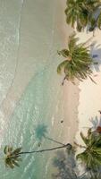 Aerial of beautiful tropical beach with crystal clear sea and coconut palm trees video