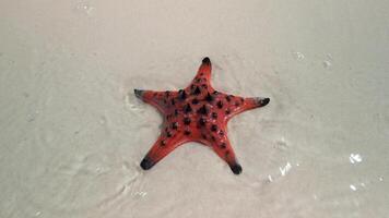 Starfish on the sand in the sea, close up. Concepts of summer, travel, vacation video