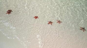 estrella de mar en cristal claro tropical mar. conceptos de verano, viajar, vacaciones video