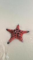 Starfish on the sand in the sea, close up. Concepts of summer, travel, vacation video