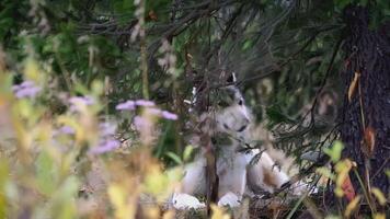 The dog lies in the grass. clip. The dog is hiding in the tall grass. The dog is looking at the camera from behind the bushes video