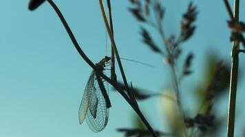 A large mustachioed insect.Creative. Green grass on a summer landscape in which a large grasshopper with prozrychny wings is sitting and large different flowers can be seen in the background. video