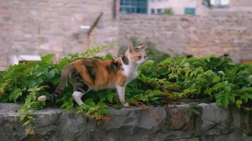 magnifique chat sur une pierre clôture avec vert buisson derrière. créatif. animal dans le rue sur une été journée. video