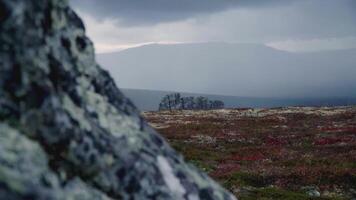 Part of the mountains is close. CLIP Stone surface with lichen. Black and white mountain. Steppe in the background video
