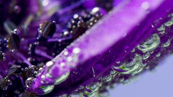 schön lila öffnen bud.stock Filmaufnahme. Makro Fotografie von Kunst wo Blumen sind gesenkt in das Wasser und Sie sind umhüllt im klein Blasen. video