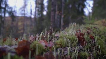 vicino tiro di erba e le foglie. clip. il telecamera si sposta inoltrare vicino il terra. Là è un' lotto di erba e le foglie nel il verde foresta video