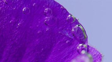 estremo vicino su di un' viola bellissimo foglia con aria bolle isolato su un' blu sfondo. azione filmato. fiore sott'acqua. video