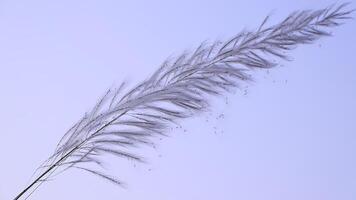 Closeup focus Blooming Kans grass Saccharum spontaneum flowers. Blowing in the wind with a blue sky. video