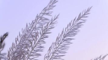 Nahansicht Fokus Blühen kann Gras Saccharum spontaneum Blumen. weht im das Wind mit ein Blau Himmel. video