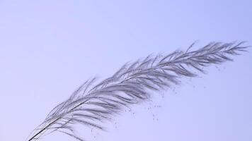 Nahansicht Fokus Blühen kann Gras Saccharum spontaneum Blumen. weht im das Wind mit ein Blau Himmel. video