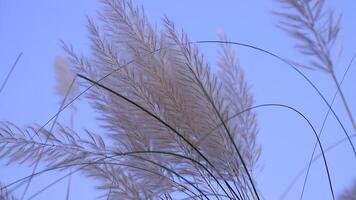 Closeup focus Blooming Kans grass Saccharum spontaneum flowers. Blowing in the wind with a blue sky. video