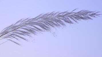 Closeup focus Blooming Kans grass Saccharum spontaneum flowers. Blowing in the wind with a blue sky. video