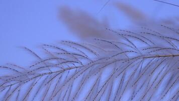 Closeup focus Blooming Kans grass Saccharum spontaneum flowers. Blowing in the wind with a blue sky. video