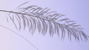 Closeup focus Blooming Kans grass Saccharum spontaneum flowers. Blowing in the wind with a blue sky. video