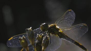 Dragonfly on a flower. CREATIVE. Close shot with a yellow flower and a dragonfly against a green meadow. Dragonfly flies and sits on a branch against a brown field video