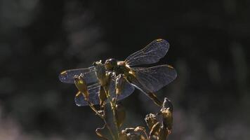 libélula em uma flor. criativo. fechar tiro com uma amarelo flor e uma libélula contra uma verde Prado. libélula moscas e senta em uma ramo contra uma Castanho campo video