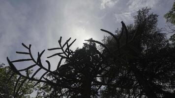 parte inferiore Visualizza di un' conifero albero su blu nuvoloso cielo sfondo. azione. estate foresta con verde fogliame. video