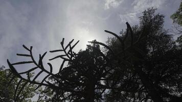 Bottom view of a coniferous tree on blue cloudy sky background. Action. Summer forest with green foliage. video