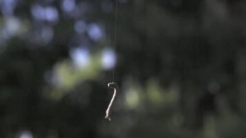 el oruga cuelga en un seda hilo. creativo. un hermosa oruga cuelga en contra el fondo de un borroso bosque video
