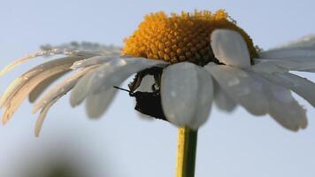 A beautiful chamomile grows in a field and insects crawl on it. CREATIVE. A flower with white petals and a yellow center. Insects are on the flower. The wind blows a flower growing in a clearing video