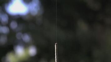 The caterpillar hangs on a silk thread. CREATIVE. A beautiful caterpillar hangs against the backdrop of a blurry forest video