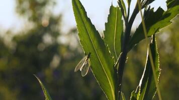 vicino su di un' insetto con piccolo trasparente Ali su il stelo di il verde pianta. creativo. naturale paesaggio con insetto nel il erba. video