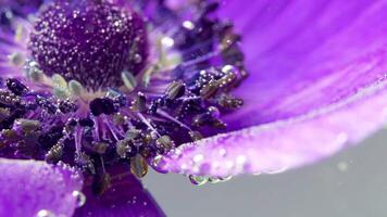 Close-up of beautiful flower under water with bubbles. Stock footage. Bright flower under water with bubbles. Beautiful and delicate bubbles with flower petals in clear water video