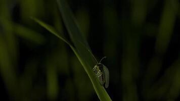 Close-up of insect with wings in green grass. Creative. Small delicate insect is sitting on grass. Macro world in green grass video