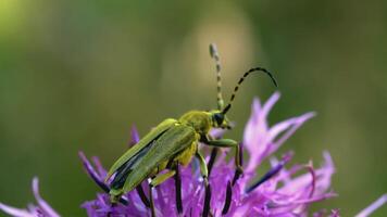 le scarabée est assis sur une violet fleur. créatif. une proche coup de une bleu-violet fleur et une noir scarabée contre une vert prairie. moustachu scarabée sur une fleur bourgeon video