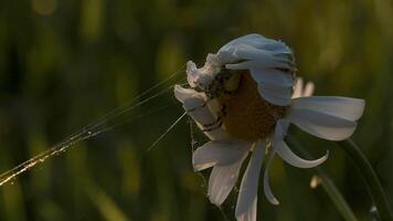 Flower plant chamomile with a small spider on its top on blurred green background. Creative. Close up of small insect in a field. video