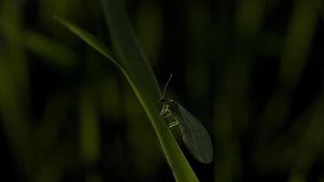 verde grama. criativo. uma pequeno gafanhoto sentado dentro a Relva com transparente branco asas e bigodes e corrida em uma Grosso verde Relva tronco. video