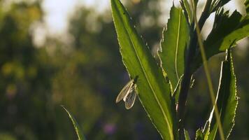 Green thin grass.Creative. A small insect with transparent wings sitting on young leaves video