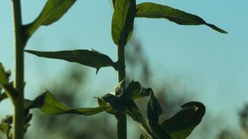 avvicinamento di stelo e verde le foglie di erba. creativo. verde succoso erba su sfondo blu cielo. erba nel campo su soleggiato estate giorno video