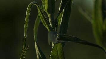 Nahansicht von Insekt mit Flügel im Grün Gras. kreativ. klein zart Insekt ist Sitzung auf Gras. Makro Welt im Grün Gras video