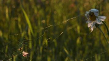 cerca arriba de atrapado mosca víctima dentro araña web. creativo. insectos en un verano prado debajo el brillante Dom. video