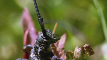 un cerca Disparo de un negro escarabajo. creativo. un grande negro escarabajo se sienta en el césped. en un verde césped fondo, un marrón escarabajo se sienta en frente video