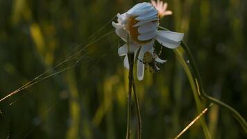 Nature in macro photography.Creative.A small daisy on which a small centipede is hanging and sticks next to it. video