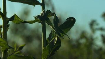 verde ambiente concetto, estate naturale prato sfondo. creativo. steli di in crescita impianti nel un' campo. video