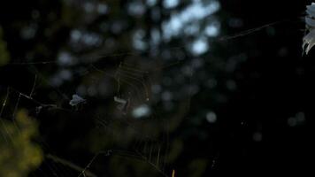 Close-up of insects caught in web. Creative. Insects stuck in spider web in grass. Victims of spider trap. Food chain of macrocosm of summer meadow video