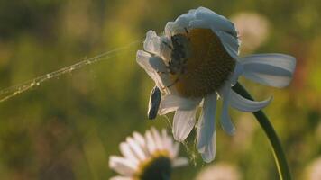 uma grandes teia de aranha em uma conjunto flores.criativo.macro fotografia do natureza em que uma pequeno aranha senta dentro uma flor este emaranhado uma rede em uma camomila dentro a grama. video