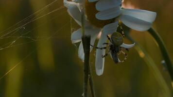 Nature in macro photography.Creative.A small daisy on which a small centipede is hanging and sticks next to it. video