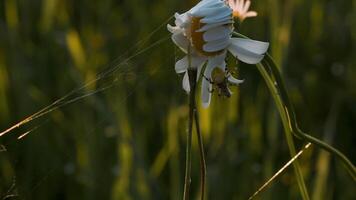 Insect spider sits on flower chamomile on blurred summer meadow background. Creative. Spider web hanging on a flower. video