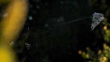 fino aranha web.criativo.paisagem com verde Relva Onde você pode Vejo a esticado rede este a aranha fez e então escondeu dentro uma camomila com curvado pétalas video