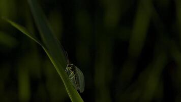 groen gras. creatief. een klein sprinkhaan zittend in de gras met transparant wit Vleugels en bakkebaarden en rennen Aan een dik groen gras stang. video