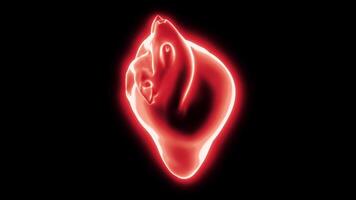 3D model of glowing heart. Design. Glowing model of heart rotates and beats on black background. Living heart pulsates and beats with neon glow video