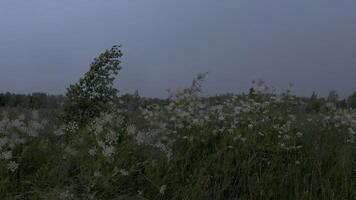 Green grass with white flowers. Creative. A big wind that blows away everything in its path and a dark gray sky is visible behind. video