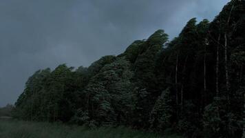 Trees that are swayed by the wind. Creative. A landscape in which a raging wind moves the trees tensely and you can see green plants around and behind the cold gray pre-rain sky. video