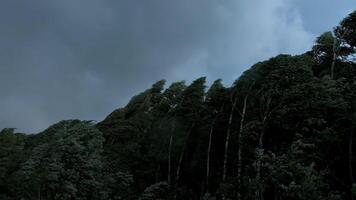 Forest in windy and cloudy weather in summer. Creative. Green forest trees stagger from wind in cloudy weather. Gray sky and staggering trees in cloudy weather. Summer thunderstorm video