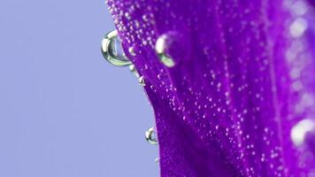 Extreme close up of a purple beautiful leaf with air bubbles isolated on a blue background. Stock footage. Flower underwater. video